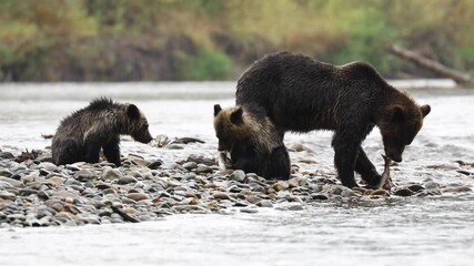 Family of Grizzly Bears, mom and cubs eating fish by river stream. Great bear rain forest, British Colombia.