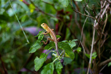 lizard on the grass