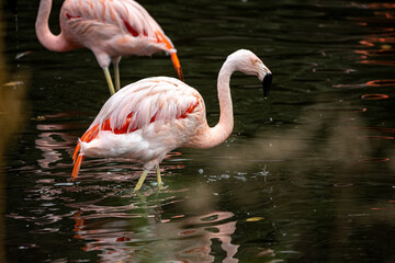 Flamingo