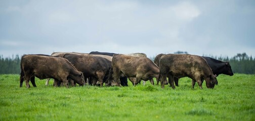 Close up of Stud Beef bulls and cows grazing on grass in a field, in Australia. eating hay and...