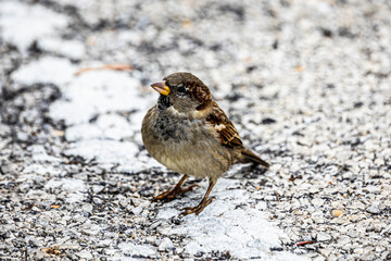 sparrow on the beach