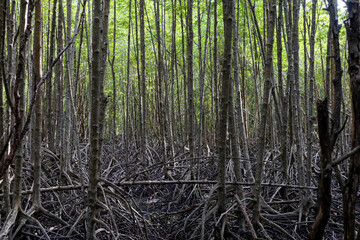 tall slender tree rooted in the ground in a rich forest