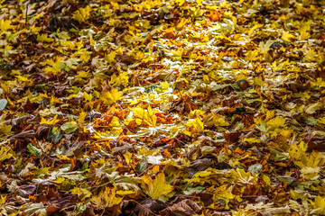 Fallen yellow leaves in the park in autumn. Nature background