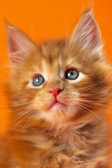 Portrait of male American Coon kitten with shining eyes on orange background. Lovely 6 weeks old kitten of color red classic tabby looking up. Front view. Studio shot.