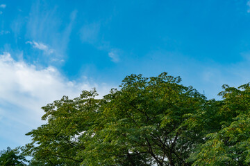 sky and tree