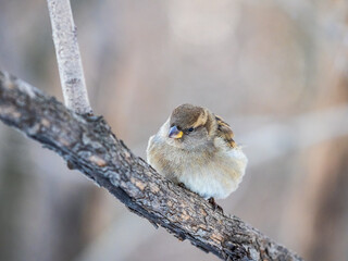 Sparrow sits on a branch without leaves.