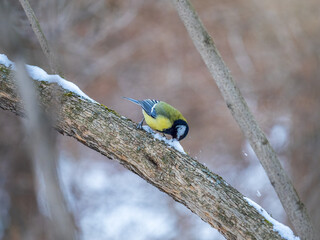 Cute bird Great tit, songbird sitting on a branch without leaves in the autumn or winter.
