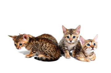 four purebred kittens sit on a white isolated background