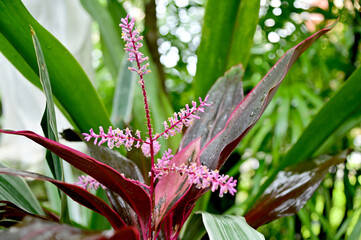 Closeup of Beautiful Blooming Purple Flowers and water drops after the rain with green leaf nature background in the garden at Thailand.