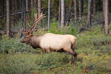 Wapiti