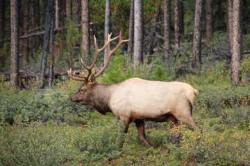 Naklejka na ściany i meble King Elk, Jasper National Park, Alberta