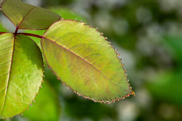 green rose leaves with dew drops closeup