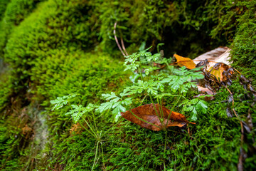 A fallen red Autumn-coloured leaf rests on a bed of green moss in a forest at Bruce's Caves Conservation Area near Wiarton, Ontario.