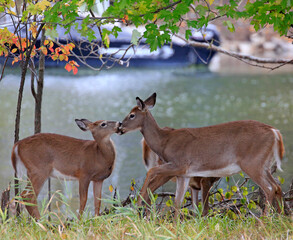 White-tailed deers share a tender moment in the forest in Canada