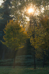 Bright Sun Rays Are Caressing the Trees on a Cold Misty Autumn Morning