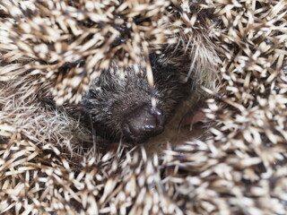 European hedgehog close-up nose and muzzle