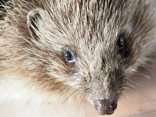 hedgehog close-up nose and muzzle