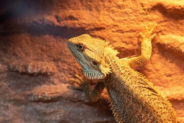 Bearded dragon climbing on a rock wall