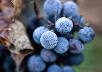 grapes after the first night frost