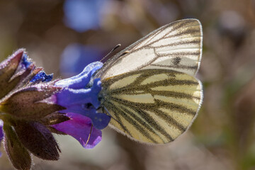 butterfly in the sun