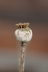 poppy in autumn. it's time to harvest. it's time to harvest