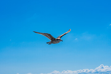 A gray young seagull with spread wings soars in the blue sky over the Atlantic Ocean accompanying a fishing boat