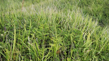 pasture landscape in turkey