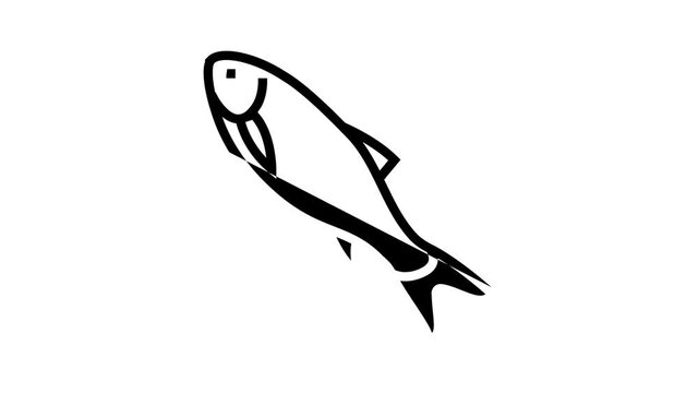 rohu fish animated line icon. rohu fish sign. isolated on white background