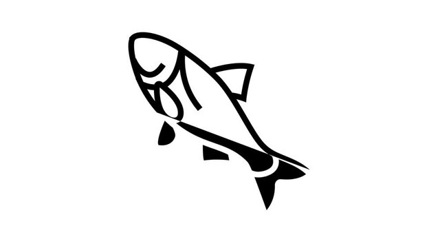 bighead carp animated line icon. bighead carp sign. isolated on white background
