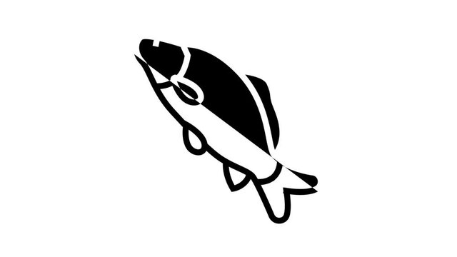 common carp animated line icon. common carp sign. isolated on white background