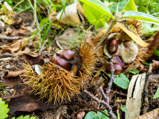 Japanese chestnuts on fallen leaves (Zao, Yamagata, Japan)