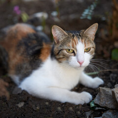 Naklejka na ściany i meble domestic cat in the garden