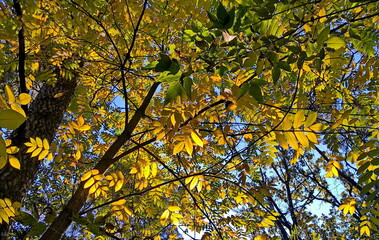 autumn leaves in the sun