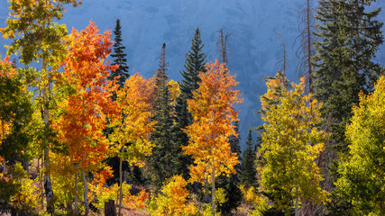 Brilliant color trees against mountain background during autumn time at Mt Nebo in Utah