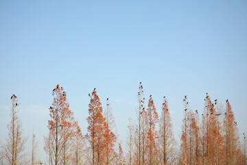 푸른하늘 나무위 새