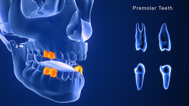 Premolar Teeth