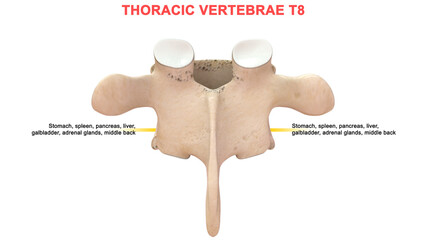 In humans, there are twelve thoracic vertebrae and they are intermediate in size between the cervical and lumbar vertebrae