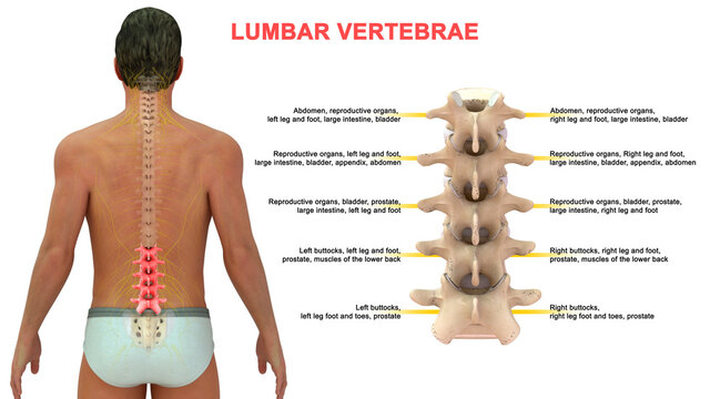 The lumbar spine contains 5 vertebrae, labeled L1 to L5, which progressively increase in size going down the lower back. The vertebrae are connected with joints at the back to enable bending .