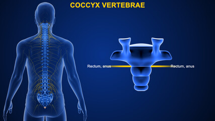The coccyx (also known as the tailbone) is the terminal part of the vertebral column. It is comprised of four vertebrae, which fuse to produce a triangular shape. - obrazy, fototapety, plakaty