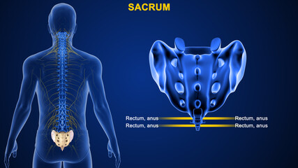 The sacrum is a shield-shaped bony structure that is located at the base of the lumbar vertebrae and that is connected to the pelvis. - obrazy, fototapety, plakaty