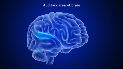 Auditory area of Brain