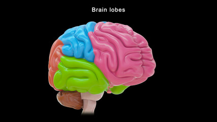 Brain Lobes