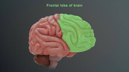 Frontal Lobe of Brain