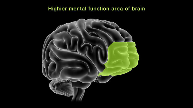 Higher mental function area of brain