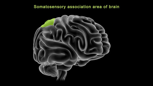 Somatosensory association area of Brain