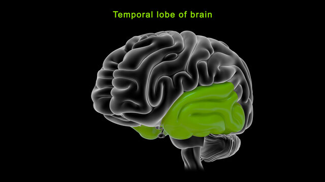 Temporal Lobe of Brain