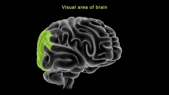 Visual Area of Brain