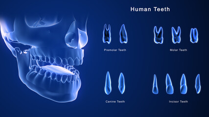 Human Teeth