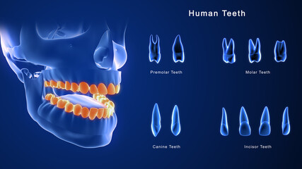Human Teeth
