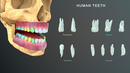 Human Teeth